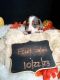 Dachshund Puppies for sale in Bigfork, MN 56628, USA. price: $2,050