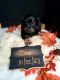 Dachshund Puppies for sale in Bigfork, MN 56628, USA. price: $1,200