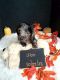 Dachshund Puppies for sale in Bigfork, MN 56628, USA. price: $1,750