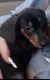 Dachshund Puppies for sale in Fond du Lac, WI, USA. price: $650