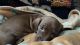 Dachshund Puppies for sale in Dallas, TX, USA. price: $1,500