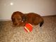Dachshund Puppies for sale in Harrisburg, IL 62946, USA. price: $750