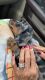 Dachshund Puppies for sale in Sarasota, FL, USA. price: $2,000