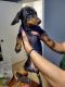 Dachshund Puppies for sale in San Antonio, TX, USA. price: $800