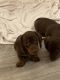 Dachshund Puppies for sale in West Bromwich, UK. price: 1,000 GBP