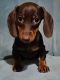 Dachshund Puppies for sale in Bay City, TX 77414, USA. price: $2,000