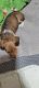 Dachshund Puppies for sale in Avenida Cesar Chavez, Albuquerque, NM, USA. price: $600