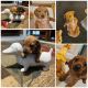 Dachshund Puppies for sale in St Charles, MO, USA. price: $650