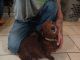Dachshund Puppies for sale in Columbus, MS 39705, USA. price: $500