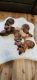 Dachshund Puppies for sale in Eastvale, CA, USA. price: $700
