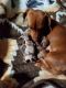 Dachshund Puppies for sale in Camp, AR 72520, USA. price: $450