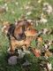 Dachshund Puppies for sale in Massapequa, NY, USA. price: $1,000