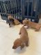 Dachshund Puppies for sale in Chillicothe, OH 45601, USA. price: $700