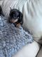 Dachshund Puppies for sale in Jacksonville, FL, USA. price: $2,800