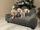 Dachshund Puppies for sale in Tulare, CA 93274, USA. price: $2,200