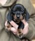 Dachshund Puppies for sale in Carson City, MI 48811, USA. price: $3,200
