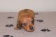 Dachshund Puppies for sale in Okeechobee, FL, USA. price: $2,000
