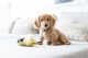 Dachshund Puppies for sale in Alpine, CA, USA. price: $4,000