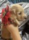 Dachshund Puppies for sale in Edgewood, WA 98372, USA. price: $1,800