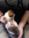 Dachshund Puppies for sale in Nekoosa, WI 54457, USA. price: $950
