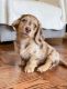 Dachshund Puppies for sale in Baltimore, MD, USA. price: $500