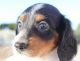 Dachshund Puppies for sale in Arroyo Grande, CA 93420, USA. price: $2,300