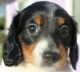 Dachshund Puppies for sale in Arroyo Grande, CA 93420, USA. price: $2,500
