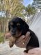 Dachshund Puppies for sale in Hattiesburg, MS, USA. price: $1,200