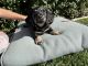 Dachshund Puppies for sale in Ceres, California. price: $900
