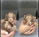 Dachshund Puppies for sale in Ahsahka, Idaho. price: $450