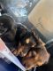 Dachshund Puppies for sale in Astoria, Queens, NY, USA. price: NA