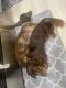 Dachshund Puppies for sale in Venice, Florida. price: $1,500