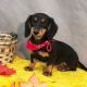 Dachshund Puppies for sale in East Los Angeles, California. price: $950