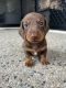 Dachshund Puppies for sale in Yeppoon, Queensland. price: $1,800