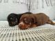 Dachshund Puppies for sale in Canton, GA, USA. price: $600