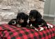 Dachshund Puppies for sale in Atascadero, California. price: $2,000