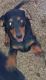 Dachshund Puppies for sale in Virgilina, VA 24598, USA. price: $800