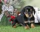 Dachshund Puppies for sale in Little Rock, Arkansas. price: $400