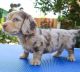 Dachshund Puppies for sale in Boston, Massachusetts. price: $400