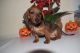 Dachshund Puppies for sale in Houghton, Michigan. price: $600