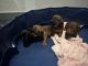 Dachshund Puppies for sale in Tampa, Florida. price: $1,000