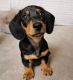 Dachshund Puppies for sale in New Orleans, Louisiana. price: $500