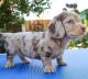 Dachshund Puppies for sale in Baltimore, Maryland. price: $400