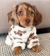 Dachshund Puppies for sale in New York, New York. price: $400