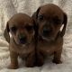 Dachshund Puppies for sale in Sarasota, FL, USA. price: $1,000