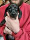 Dachshund Puppies for sale in Jacksonville, Florida. price: $1,500