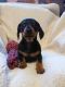 Dachshund Puppies for sale in Boston, Massachusetts. price: $400