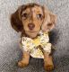 Dachshund Puppies for sale in Jacksonville, Florida. price: $400
