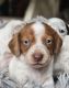 Dachshund Puppies for sale in Herald, California. price: $2,000