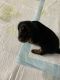 Dachshund Puppies for sale in Palm Bay, Florida. price: $500